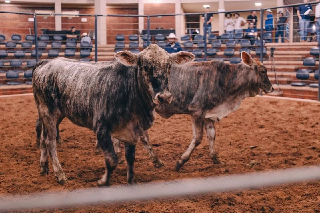 Bovinos em leilão